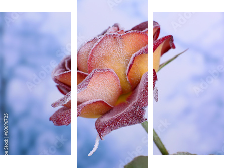 Rose pokryte szron z bliska - Obraz trzyczęściowy, Tryptyk