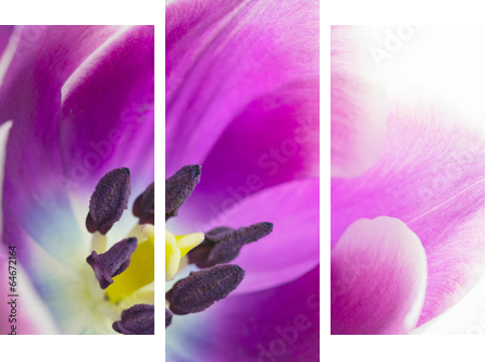 Makro- strzał tulipanowy okwitnięcie - Obraz trzyczęściowy, Tryptyk