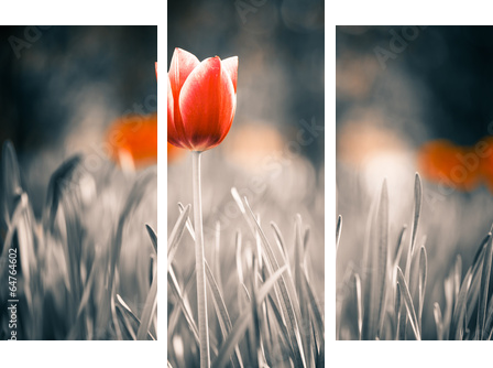 czerwony tulipan kwiat w ogrodzie wiosną - Obraz trzyczęściowy, Tryptyk
