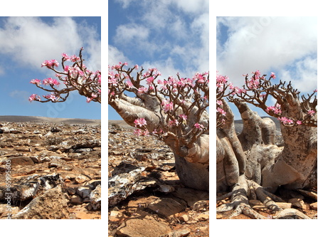 Butelka drzewo w rozkwicie - Adenium obesum - Obraz trzyczęściowy, Tryptyk