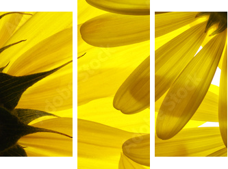 Żółte kwiaty w tle - Obraz trzyczęściowy, Tryptyk