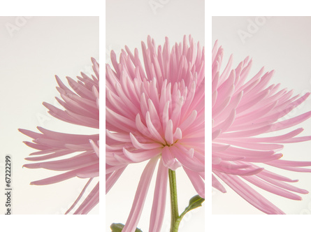 Różowa chryzantema odizolowywająca - Obraz trzyczęściowy, Tryptyk