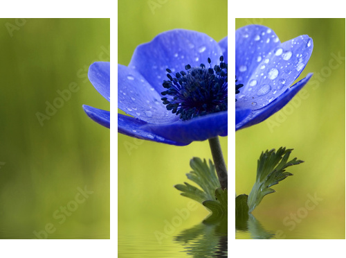 Błękitny Anemonowy kwiat z Waterdrops - Obraz trzyczęściowy, Tryptyk