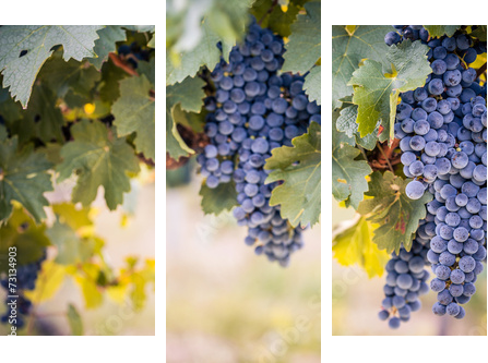 Winogrona na lato winorośli - Obraz trzyczęściowy, Tryptyk