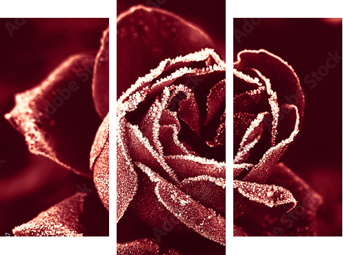 Czerwona Róża pod szronem - Obraz trzyczęściowy, Tryptyk