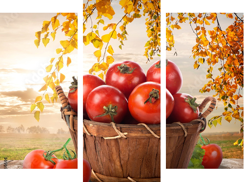 Dojrzałe pomidory - Obraz trzyczęściowy, Tryptyk