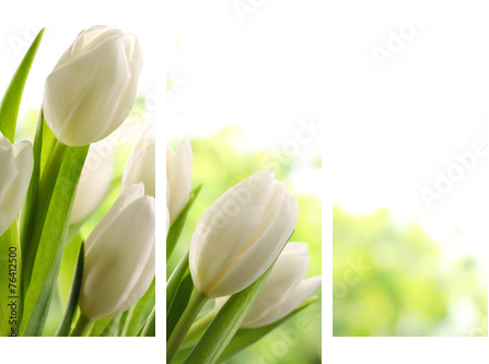 Białe tulipany - Obraz trzyczęściowy, Tryptyk