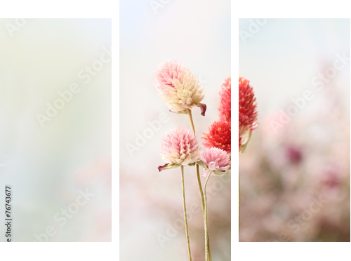 Piękni wysuszeni kwiaty na jaskrawym tle - Obraz trzyczęściowy, Tryptyk