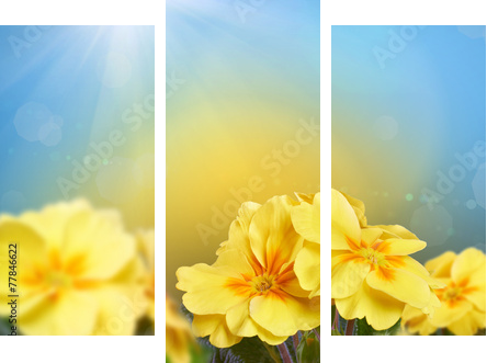 Żółte kwiaty na tle przyrody - Obraz trzyczęściowy, Tryptyk