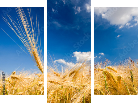 Złote kłosy zbóż - letni dzień - Obraz trzyczęściowy, Tryptyk