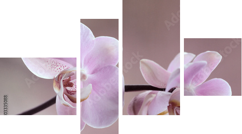 Storczyki - Orchidea - Obraz czteroczęściowy, Fortyk