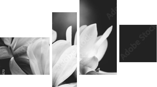 kwiat magnolii na czarnym tle - Obraz czteroczęściowy, Fortyk