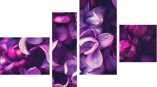 Tło kwiaty bzu - Obraz czteroczęściowy, Fortyk