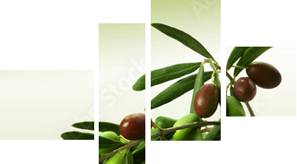Gałąź oliwna - Obraz czteroczęściowy, Fortyk