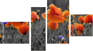 Panorama z nmakÃ³w polnych i kwiatÃ³w polnych - Obraz czteroczęściowy, Fortyk