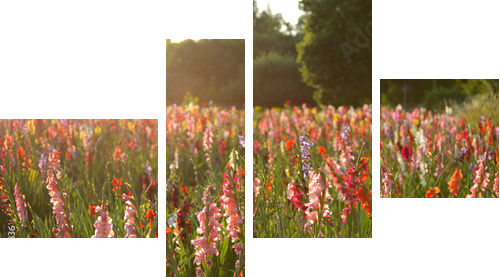Gladiolus - Obraz czteroczęściowy, Fortyk