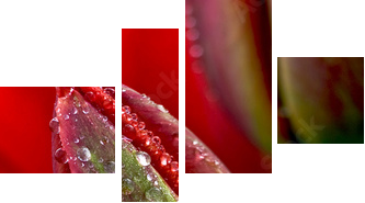 kropla wody na tulipana - Obraz czteroczęściowy, Fortyk