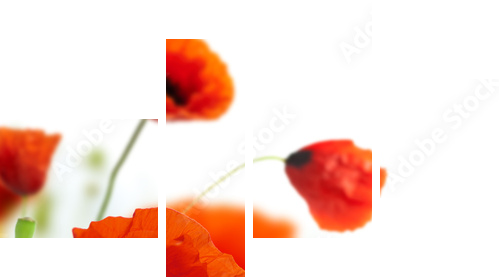 kwiatowy wzór, kwiaty ozdobne, granica maków - narożnik - Obraz czteroczęściowy, Fortyk