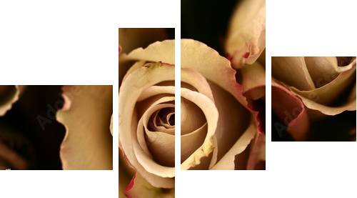 Kwiaty róży  w powiększeniu - Obraz czteroczęściowy, Fortyk