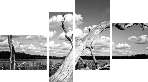 Prawa natury - powalone drzewo - Obraz czteroczęściowy, Fortyk