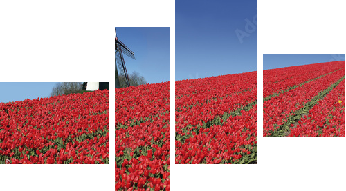holenderski młyn i czerwone tulipany - Obraz czteroczęściowy, Fortyk