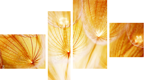 Miękki dandelion kwiat - Obraz czteroczęściowy, Fortyk