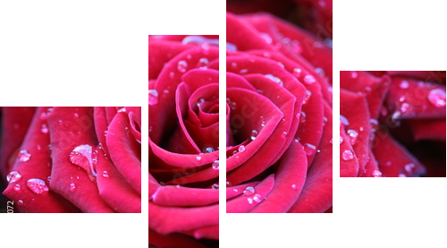 Czerwona róża z rosą - Obraz czteroczęściowy, Fortyk