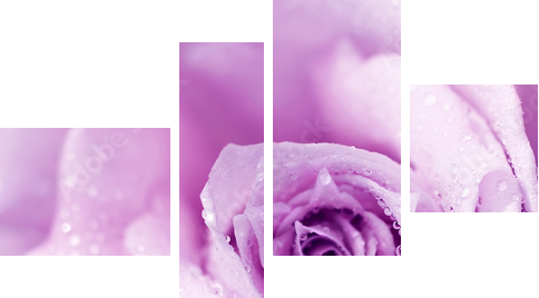 Purpurowy mokry różany tło - Obraz czteroczęściowy, Fortyk