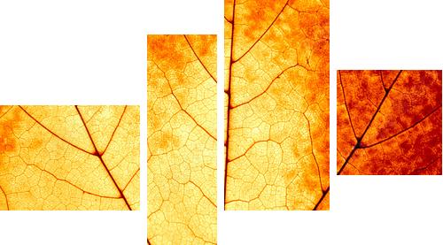 Jesienny tło - makro kolorowy liść klonowy - Obraz czteroczęściowy, Fortyk