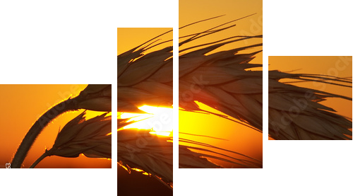 Zachód słońca zza zbożowych kłosów - Obraz czteroczęściowy, Fortyk