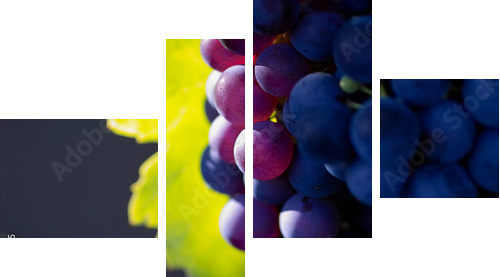 Dojrzałe winogrona w blasku słońca - Obraz czteroczęściowy, Fortyk