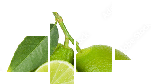 Limonka - Obraz czteroczęściowy, Fortyk
