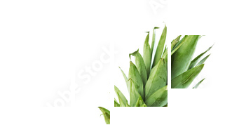pół ananas - Obraz czteroczęściowy, Fortyk