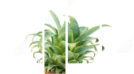Ananasy odizolowywający na bielu - Obraz czteroczęściowy, Fortyk