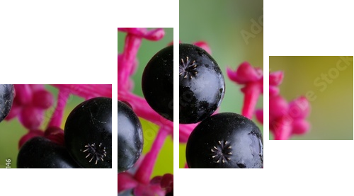 Phytolacca americana - Obraz czteroczęściowy, Fortyk