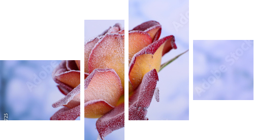 Rose pokryte szron z bliska - Obraz czteroczęściowy, Fortyk