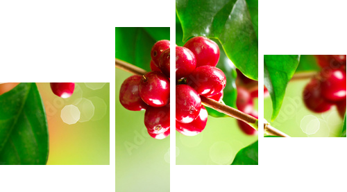 Plantacje kawy. Oddział drzewa kawy z dojrzałych fasoli - Obraz czteroczęściowy, Fortyk