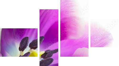 Makro- strzał tulipanowy okwitnięcie - Obraz czteroczęściowy, Fortyk