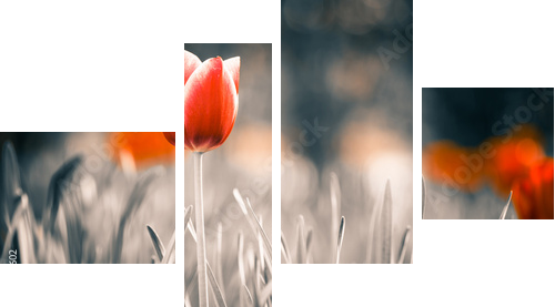 czerwony tulipan kwiat w ogrodzie wiosną - Obraz czteroczęściowy, Fortyk