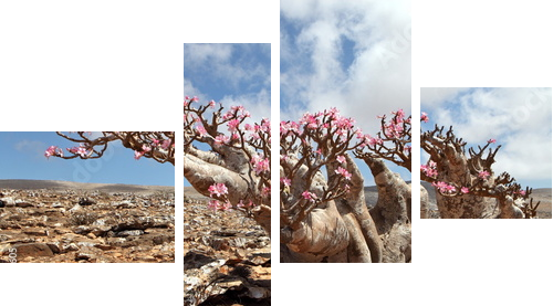 Butelka drzewo w rozkwicie - Adenium obesum - Obraz czteroczęściowy, Fortyk