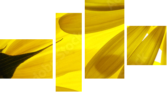 Żółte kwiaty w tle - Obraz czteroczęściowy, Fortyk