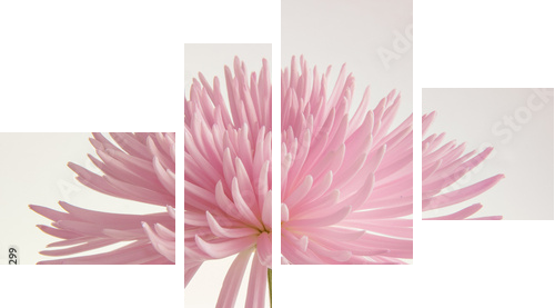 Różowa chryzantema odizolowywająca - Obraz czteroczęściowy, Fortyk