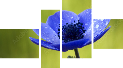 Błękitny Anemonowy kwiat z Waterdrops - Obraz czteroczęściowy, Fortyk
