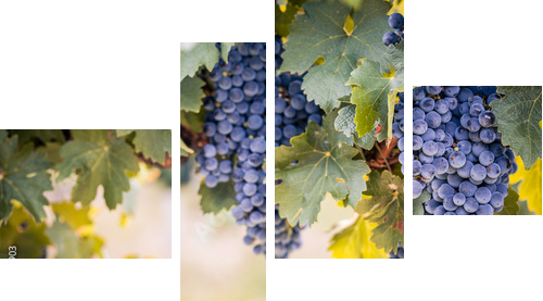 Winogrona na lato winorośli - Obraz czteroczęściowy, Fortyk