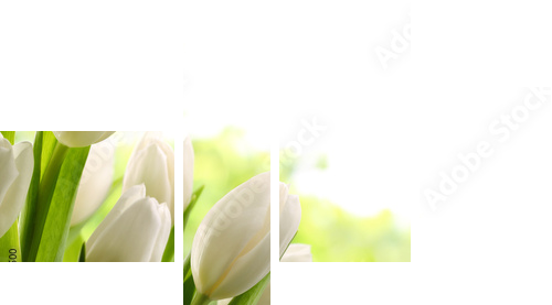 Białe tulipany - Obraz czteroczęściowy, Fortyk