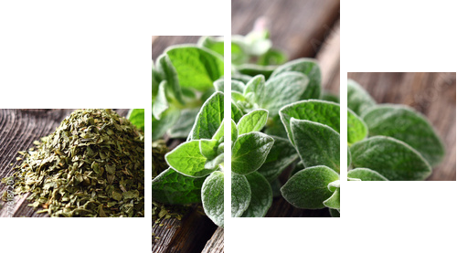 Przyprawy oregano - Obraz czteroczęściowy, Fortyk