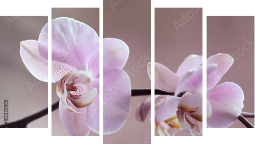 Storczyki - Orchidea - Obraz pięcioczęściowy, Pentaptyk