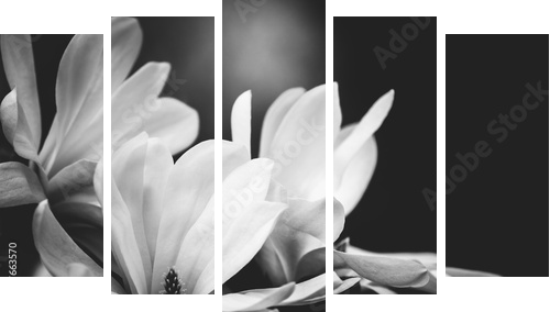 kwiat magnolii na czarnym tle - Obraz pięcioczęściowy, Pentaptyk