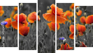 Panorama z nmakÃ³w polnych i kwiatÃ³w polnych - Obraz pięcioczęściowy, Pentaptyk