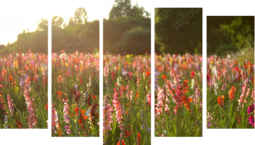 Gladiolus - Obraz pięcioczęściowy, Pentaptyk